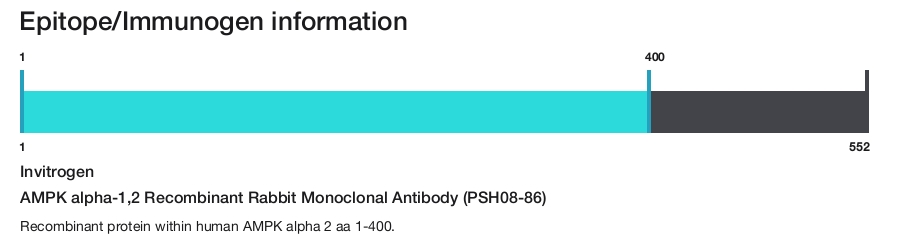 AMPK alpha-1,2 Recombinant Rabbit Monoclonal Antibody (PSH08-86)