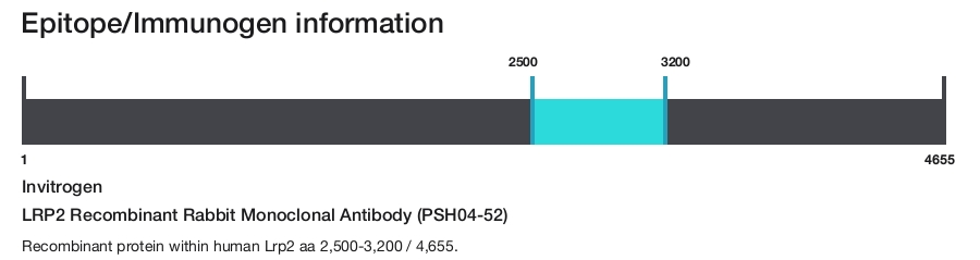 LRP2 Recombinant Rabbit Monoclonal Antibody (PSH04-52)