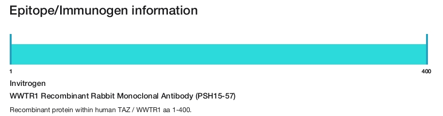 WWTR1 Recombinant Rabbit Monoclonal Antibody (PSH15-57)