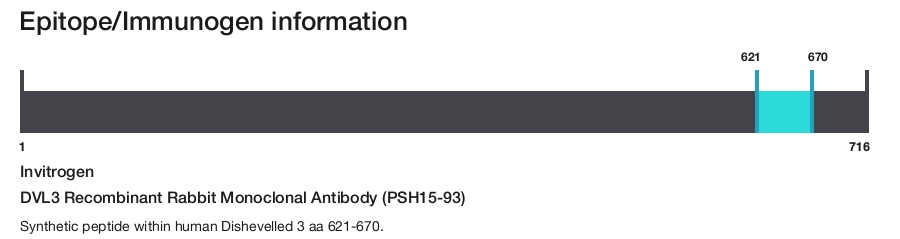 DVL3 Recombinant Rabbit Monoclonal Antibody (PSH15-93)