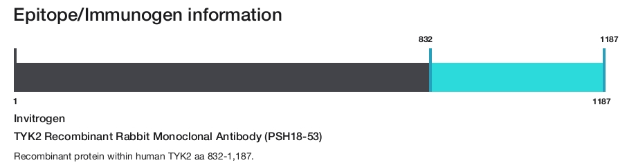 TYK2 Recombinant Rabbit Monoclonal Antibody (PSH18-53)