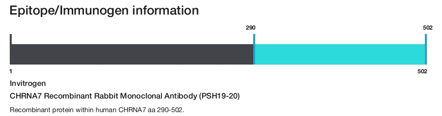 CHRNA7 Recombinant Rabbit Monoclonal Antibody (PSH19-20)