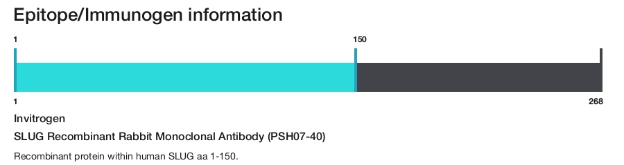 SLUG Recombinant Rabbit Monoclonal Antibody (PSH07-40)