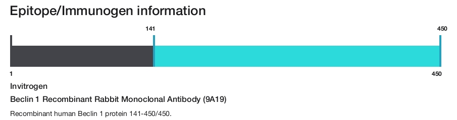 Beclin 1 Recombinant Rabbit Monoclonal Antibody (9A19)