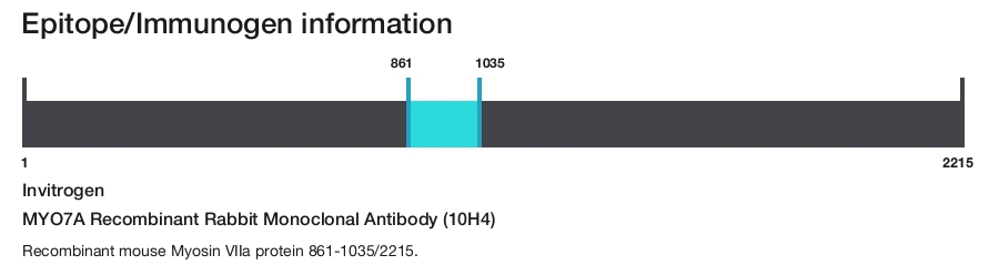 MYO7A Recombinant Rabbit Monoclonal Antibody (10H4)