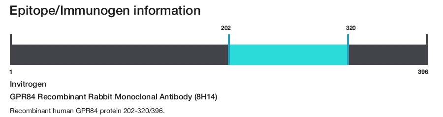 GPR84 Recombinant Rabbit Monoclonal Antibody (8H14)