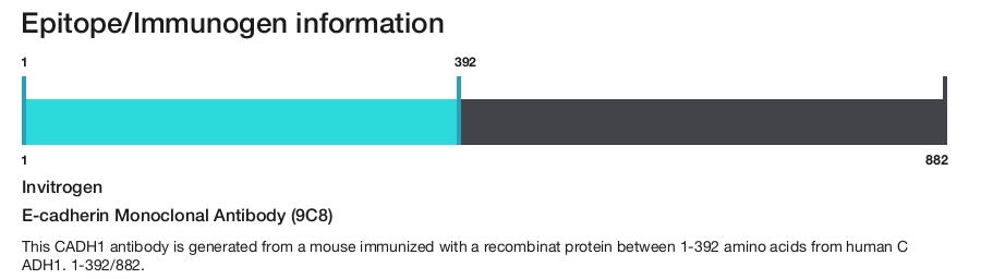 E-cadherin Monoclonal Antibody (9C8)