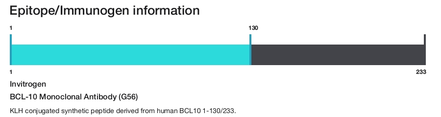 BCL-10 Monoclonal Antibody (G56)