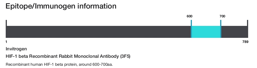 HIF-1 beta Recombinant Rabbit Monoclonal Antibody (3F5)