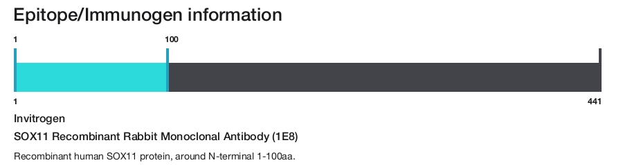 SOX11 Recombinant Rabbit Monoclonal Antibody (1E8)