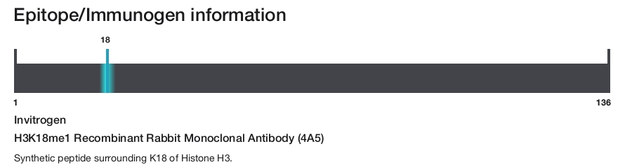 H3K18me1 Recombinant Rabbit Monoclonal Antibody (4A5)