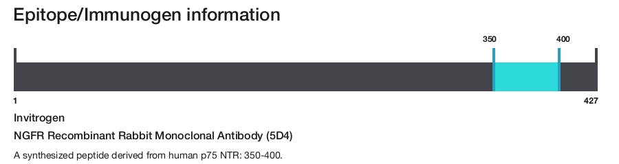 NGFR Recombinant Rabbit Monoclonal Antibody (5D4)
