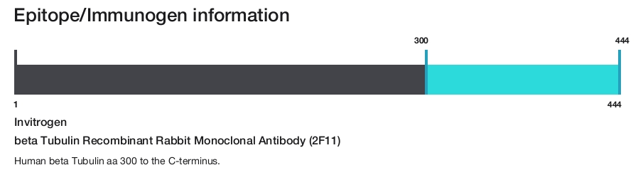 beta Tubulin Recombinant Rabbit Monoclonal Antibody (2F11)
