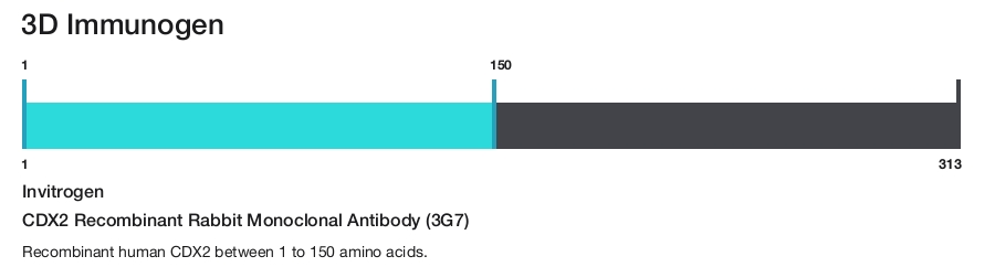 CDX2 Recombinant Rabbit Monoclonal Antibody (3G7)