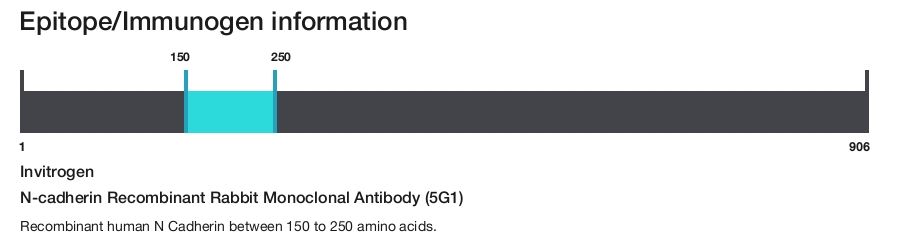 N-cadherin Recombinant Rabbit Monoclonal Antibody (5G1)