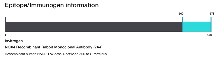 NOX4 Recombinant Rabbit Monoclonal Antibody (2A4)