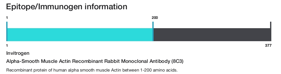 Alpha-Smooth Muscle Actin Recombinant Rabbit Monoclonal Antibody (8C3)
