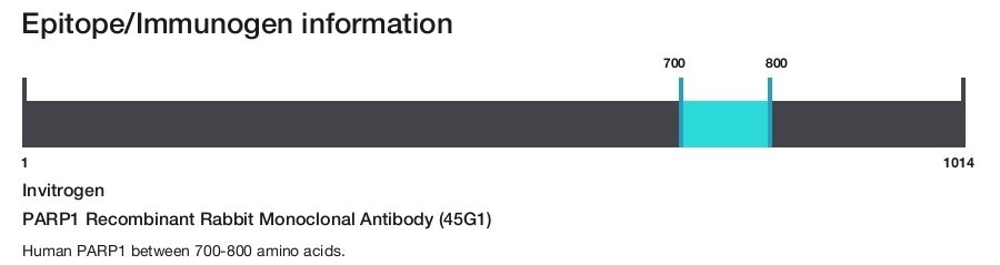 PARP1 Recombinant Rabbit Monoclonal Antibody (45G1)