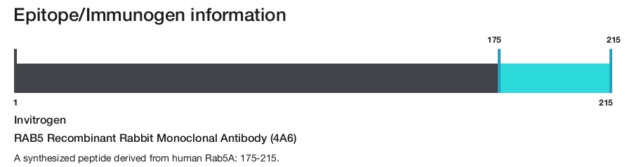 RAB5 Recombinant Rabbit Monoclonal Antibody (4A6)