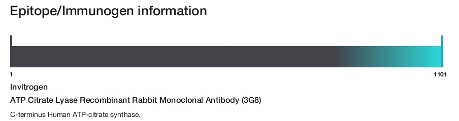 ATP Citrate Lyase Recombinant Rabbit Monoclonal Antibody (3G8)