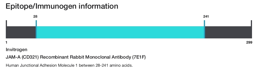 JAM-A (CD321) Recombinant Rabbit Monoclonal Antibody (7E1F)