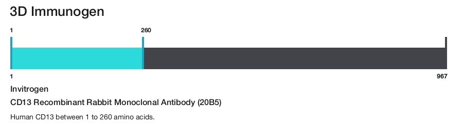 CD13 Recombinant Rabbit Monoclonal Antibody (20B5)