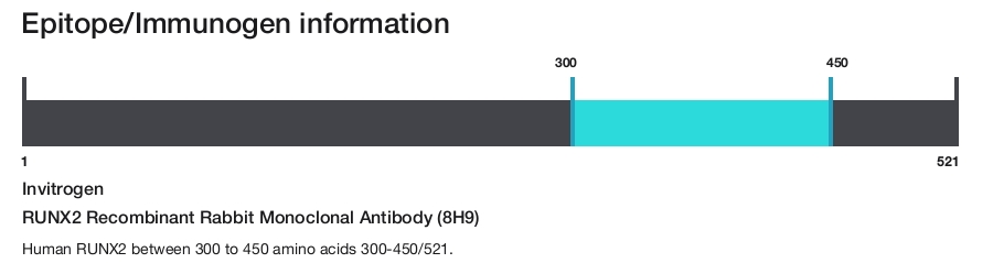 RUNX2 Recombinant Rabbit Monoclonal Antibody (8H9)