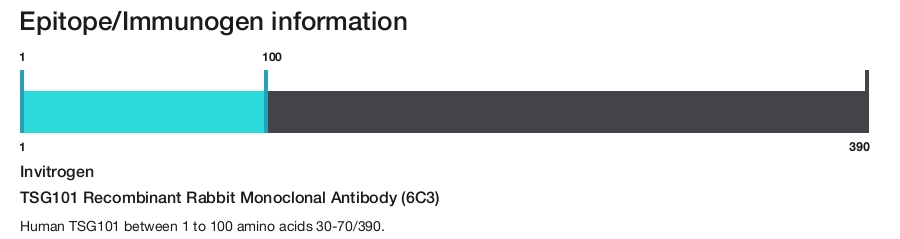 TSG101 Recombinant Rabbit Monoclonal Antibody (6C3)