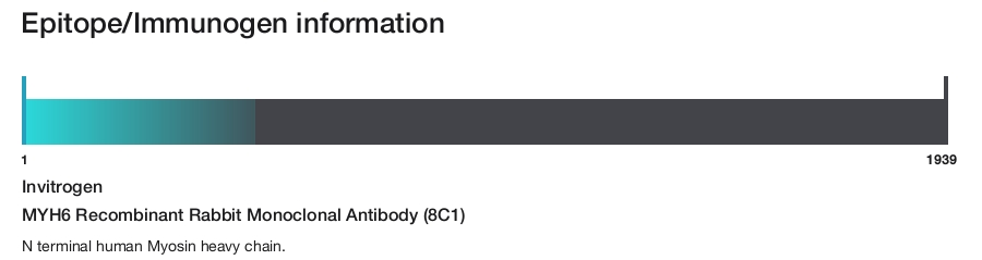 MYH6 Recombinant Rabbit Monoclonal Antibody (8C1)