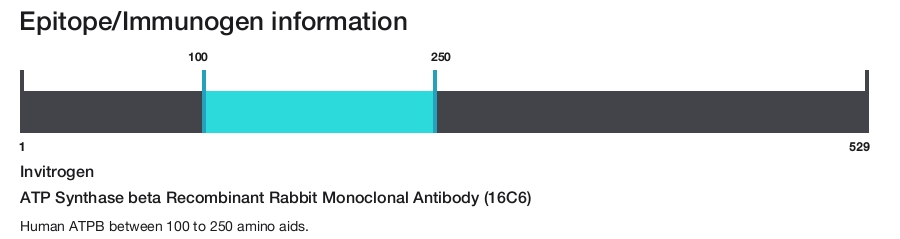 ATP Synthase beta Recombinant Rabbit Monoclonal Antibody (16C6)