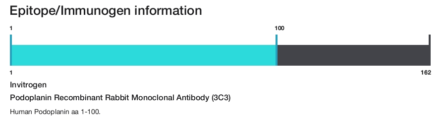 Podoplanin Recombinant Rabbit Monoclonal Antibody (3C3)
