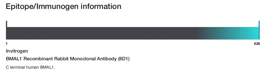 BMAL1 Recombinant Rabbit Monoclonal Antibody (8D1)