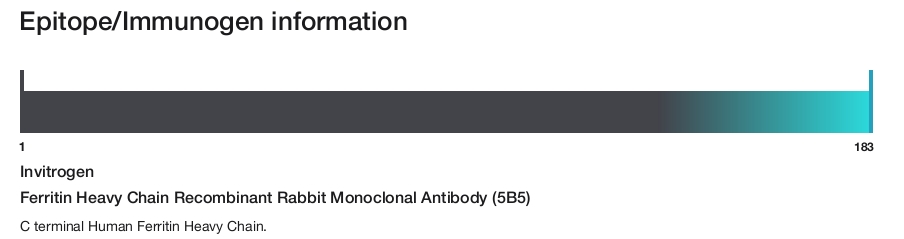 Ferritin Heavy Chain Recombinant Rabbit Monoclonal Antibody (5B5)