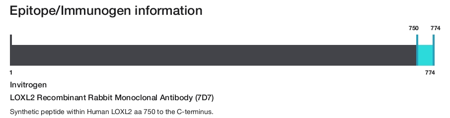 LOXL2 Recombinant Rabbit Monoclonal Antibody (7D7)