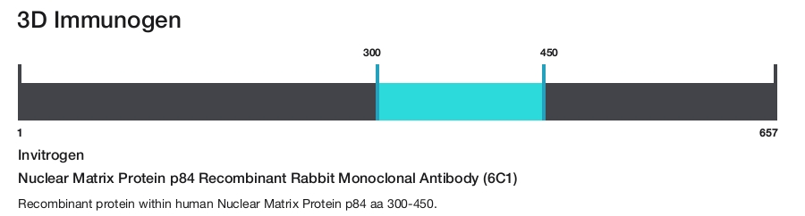 Nuclear Matrix Protein p84 Recombinant Rabbit Monoclonal Antibody (6C1)