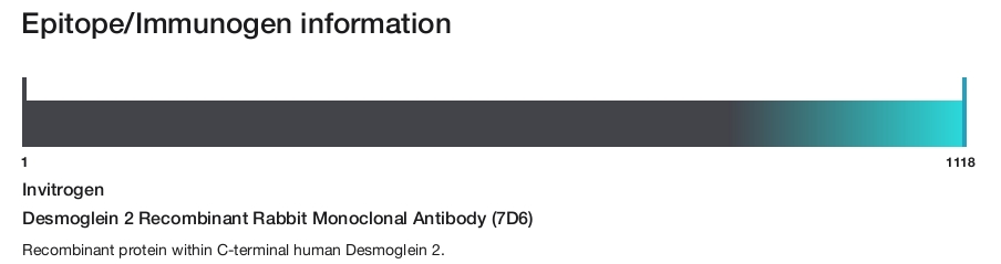 Desmoglein 2 Recombinant Rabbit Monoclonal Antibody (7D6)