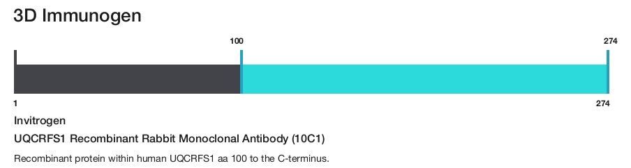 UQCRFS1 Recombinant Rabbit Monoclonal Antibody (10C1)
