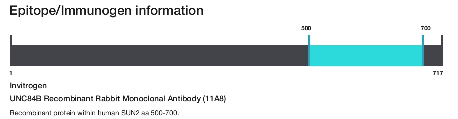 UNC84B Recombinant Rabbit Monoclonal Antibody (11A8)