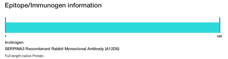 SERPINA3 Recombinant Rabbit Monoclonal Antibody (A12D5)