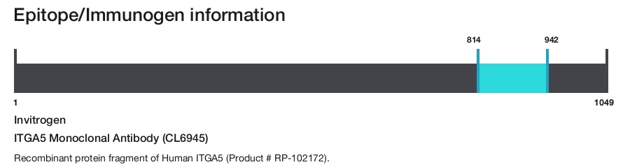 ITGA5 Monoclonal Antibody (CL6945)