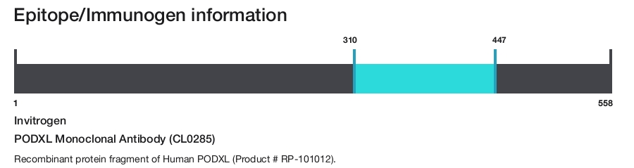 PODXL Monoclonal Antibody (CL0285)