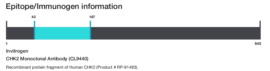 CHK2 Monoclonal Antibody (CL9440)