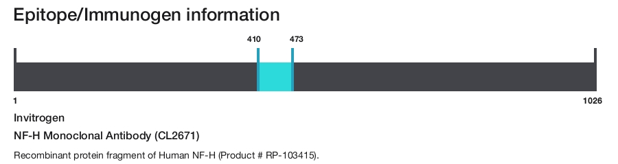NF-H Monoclonal Antibody (CL2671)