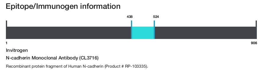 N-cadherin Monoclonal Antibody (CL3716)