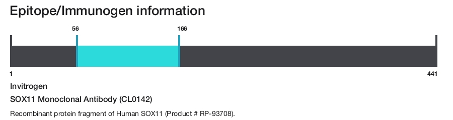 SOX11 Monoclonal Antibody (CL0142)