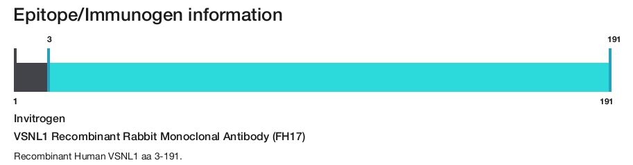 VSNL1 Recombinant Rabbit Monoclonal Antibody (FH17)