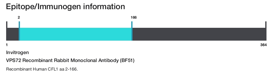 VPS72 Recombinant Rabbit Monoclonal Antibody (BF51)