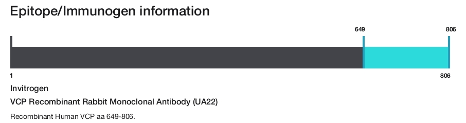 VCP Recombinant Rabbit Monoclonal Antibody (UA22)