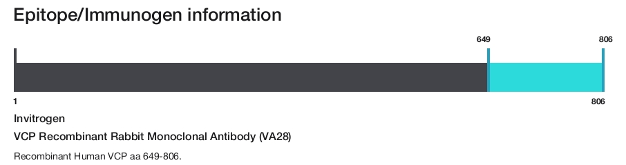 VCP Recombinant Rabbit Monoclonal Antibody (VA28)