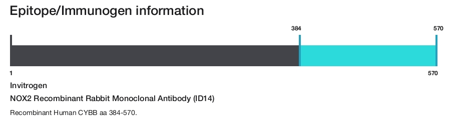 NOX2 Recombinant Rabbit Monoclonal Antibody (ID14)